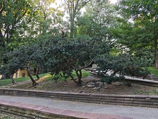 Старите чемшири в парка на царя